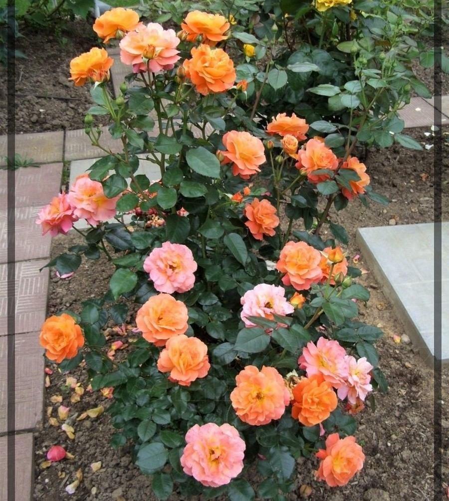 Morning Sun róże rabatowe